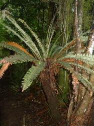 Blechnum discolor. Mature plant with a substantial, woody trunk about 1 m in height.
 Image: L.R. Perrie © Leon Perrie CC BY-NC 3.0 NZ